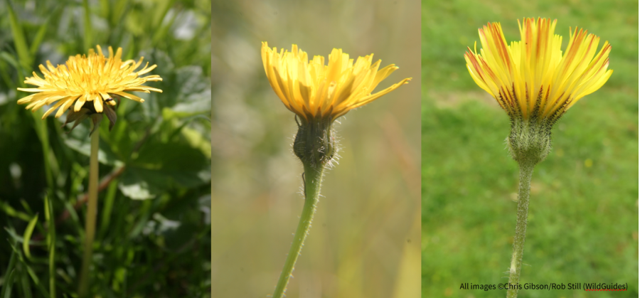 Photos of Taraxacum sp., Leontodon hispidus and Pilosella officinarum